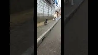 Роки газуй