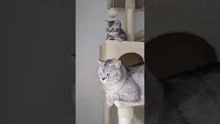 Daddy cat and his son 😁 Do they look alike?