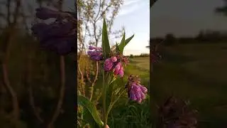 какой-то красивый цветок
