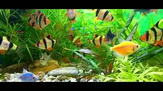 FISH