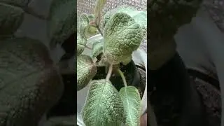 Эприсция скрученные  листья