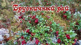 Брусничный рай.