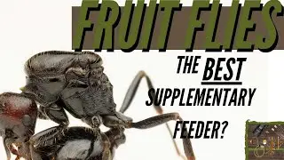I Keep FRUIT FLIES For My ANTS!