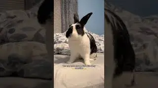 Here's A Sunshine For Y'all 🌞 | Cutest Pet On Internet #shorts #rabbit #pets #bunny | Paws and Fur