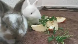 BUNNY TIME
