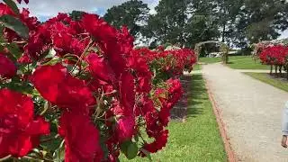 Beautiful roses