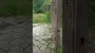 Как довести мужа до инфаркта) за забор переживал #уазпатриот #уазик #обезьянасгранатой