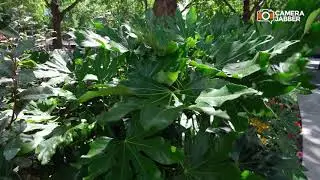 Fujifilm GFX 100 4K Video Sample