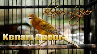 kicauan merdu kenari lokal
