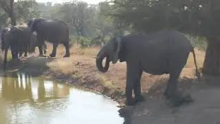 Close to elephants with our guides