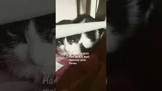 Moci hari ke-4/5 malawan virus Panlea. Mulutnya mengeluarkan ludah n berbuih banyak