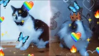 Леди Баф и Супер Кот😘 Малыш🤗 #анукадавайка