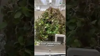 Leafcutter Ant | Why Do They Need So Much Leaves