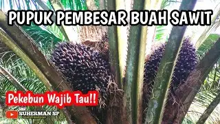 Inilah Jenis Pupuk Pembesar Buah Sawit