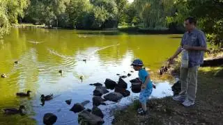VLOG  Kaiserslautern прогулка кормление уток, лебедей и рыбок