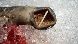 10 Prehistoric Creatures That Still Exist Today
