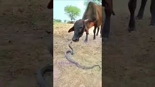 Viral Video || Cow, Snake Face to Face #shortvideos #snake #viralvideos #viral #funny #cow