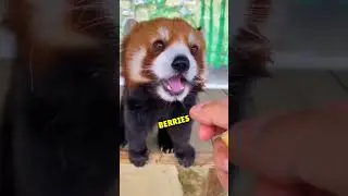 Red Pandas: Fascinating Facts About the Not-So-Panda Bear