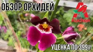 Orchid review in the Auchan store || Markdown at 399₽ || After the orchid, everything became some...