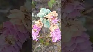 FLOR LIPPIA LUPULINA #sucessovital
