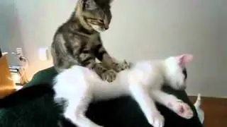 Кошачий массаж