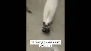 Легендарный хват симпла #мем #жиза #симпл #кс2 #котики
