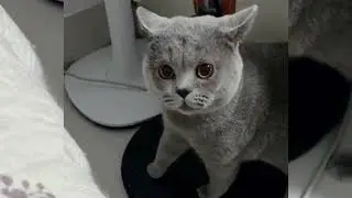Lovely Fluffies || Funny Animals