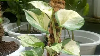 FACTS ABOUT MANJULA POTHOS | THE JEWEL OF THE POTHOS FAMILY