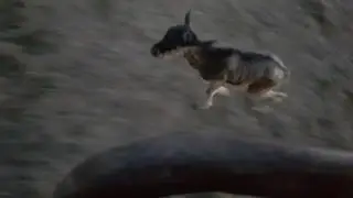 Wildebeest calf imprints on safari vehicle minutes after being born