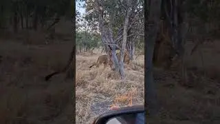 Pretty Boy ll, Savuti lion on Patrol #shorts