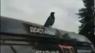 Самое смешное видео про животных