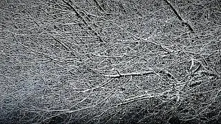Heavy Snow Falling on the Trees (+ SURPRISE AT THE END!)