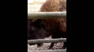 Зубр в  зоопарке