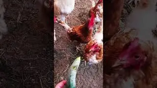 куры и огурец