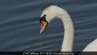 Olympus 100-400mm - Hand-held 4K sample footage