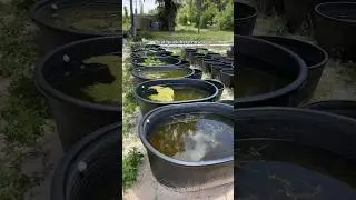 Don’t Let Your Fish Get Washed Away Drilling Overflows #aquariumfish
