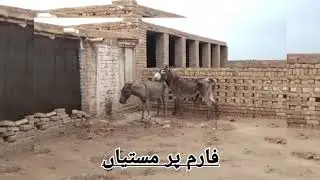 Donkey breeding and farming methods.