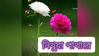 Nithua pathare nemeci bonre;নিথুয়া পাথারে নেমেছি ; new sad song 2019