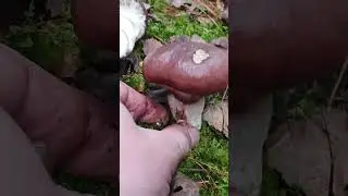 ЭТОГО НЕ МОЖЕТ БЫТЬ! ЭТО МАСЛЯТА ИЛИ БЕЛЫЕ ГРИБЫ?