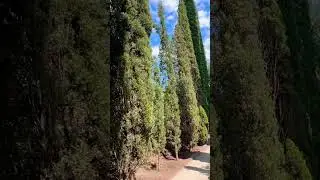 Релакс - пение птиц, ботанический сад в Тбилиси 🇬🇪