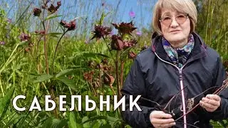 САБЕЛЬНИК – здоровые суставы