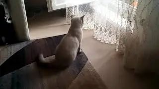 Что там? Кто там??? ))