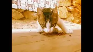 Hungry Cat - Alanya Kalesi - Alanya Castle - Замок Аланья - Alanya Slott