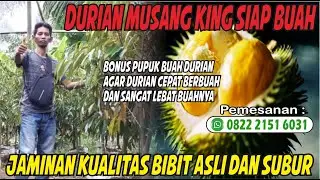 Bibit Durian Musang King VS Bibit Durian Bawor - Durian Musang King - Cara Memilih Bibit Durian