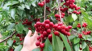 Vlog 319| Hái CHERRY Ăn Tại Vườn Ở MỸ. 120k/KG Ăn Mệt Nghỉ