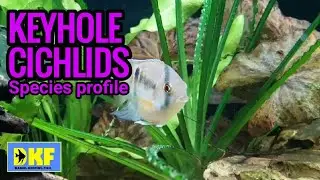 Keyhole Cichlid species Profile