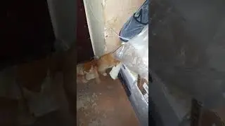 Кот сошёл с ума.. какая досада..