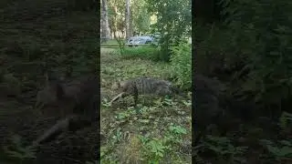 Котэ ин да стрит ! #shortvideo #funny #short #cat #funnycat