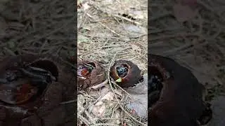 саркосома шаровидная