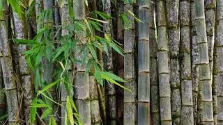 Student Showcase - BAMBOO FOREST
